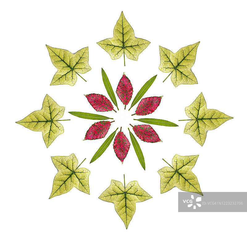 白色背景上的绿色爬山虎树叶特写圆形构图图片素材