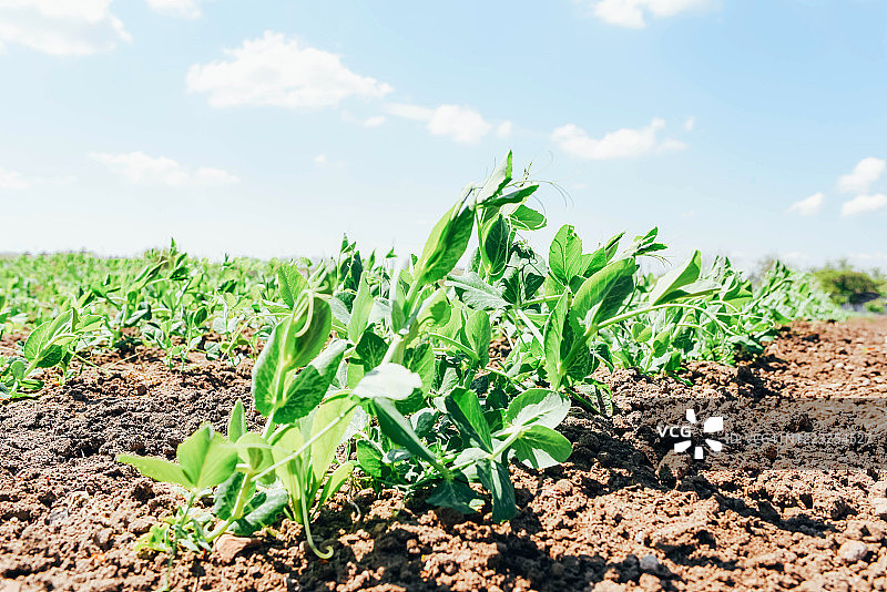 晴朗天气下的年轻青豆田图片素材