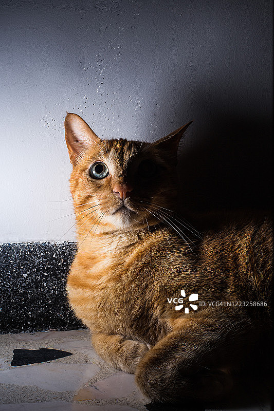 黑暗房间里有神秘光线的橘猫图片素材
