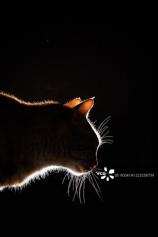黑暗房间里有神秘光线的橘猫图片素材