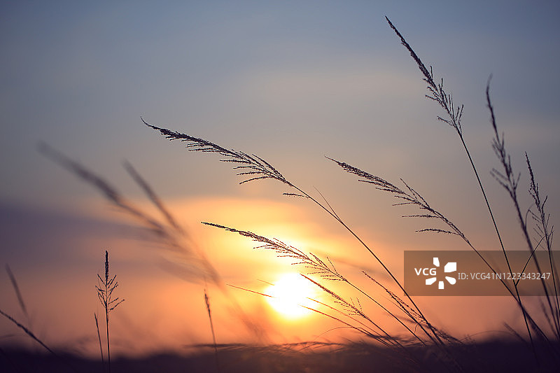 美丽的草花背景，日出美景图片素材
