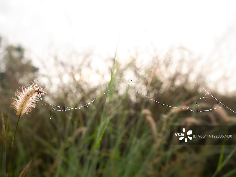 草花上蜘蛛网上的露珠图片素材