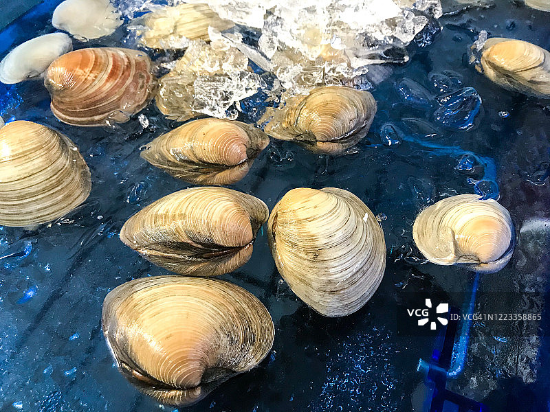 从千叶县来的硬壳蛤蜊在追町市场的冰块上保鲜图片素材