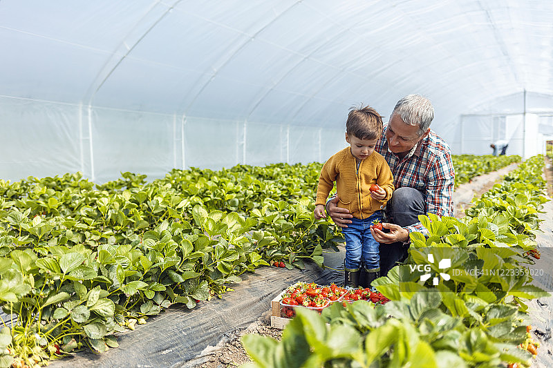 夏日，父子在草莓温室田中图片素材