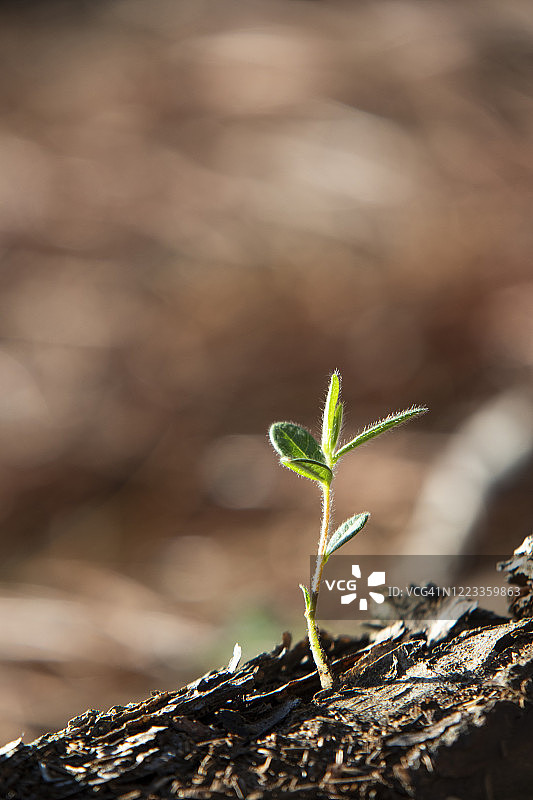 树桩上的小男孩图片素材