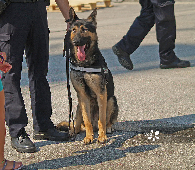 警犬图片素材