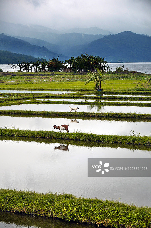 八打雁省劳雷尔的稻田图片素材