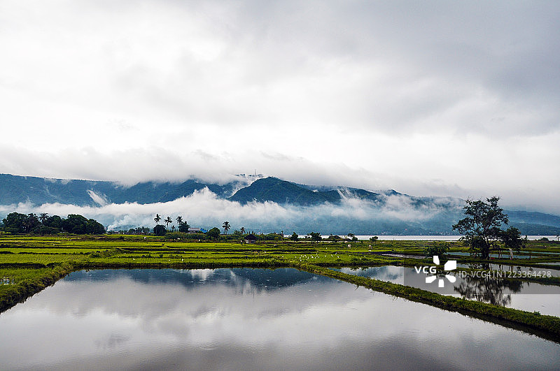 八打雁省劳雷尔的稻田图片素材