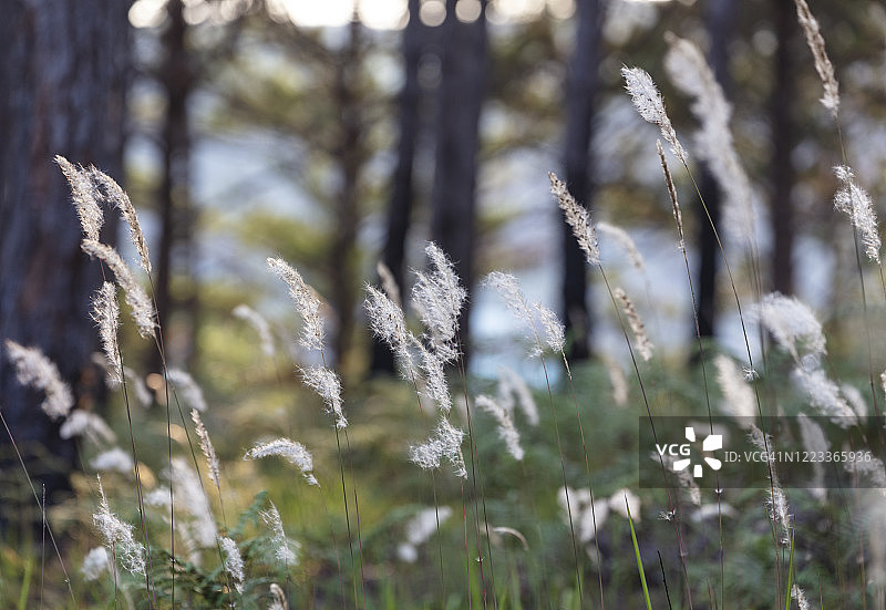 阳光下的白色观赏草图片素材