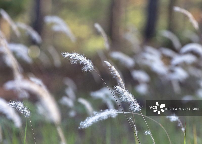 阳光下的白色观赏草图片素材