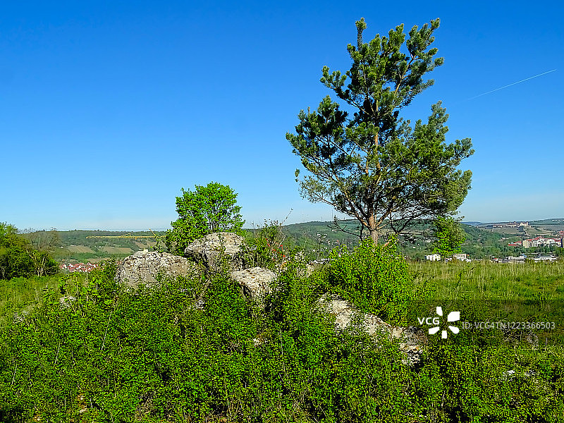 松树，松科松属植物图片素材
