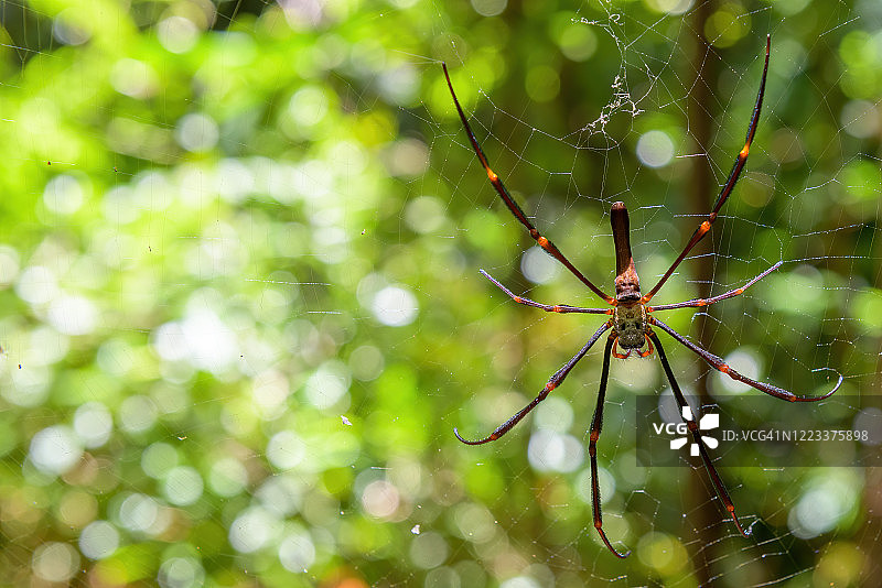 澳洲北部领地金球蜘蛛图片素材