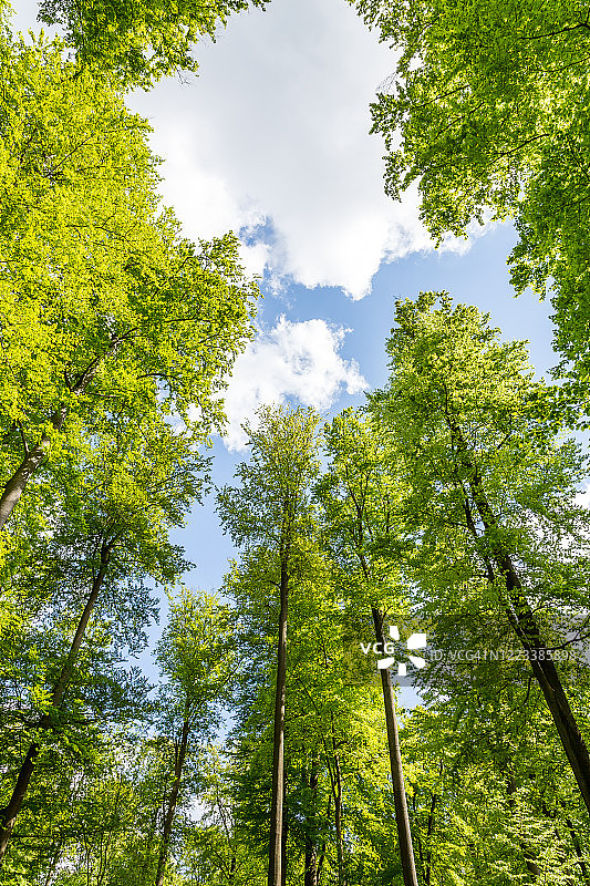春季山毛榉森林树冠图片素材