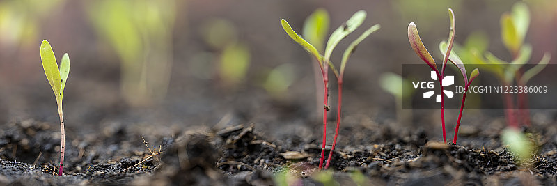刚发芽的绿色、黄色和红色鲜嫩甜菜幼苗图片素材