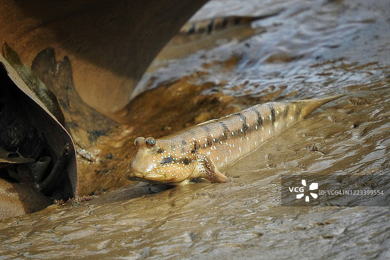 弹涂鱼图片素材