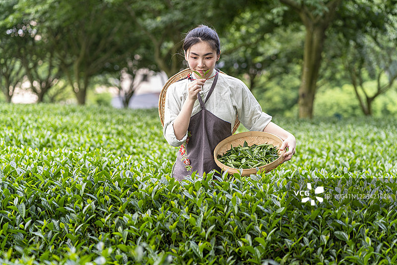 年轻女人在茶园采摘茶叶图片素材