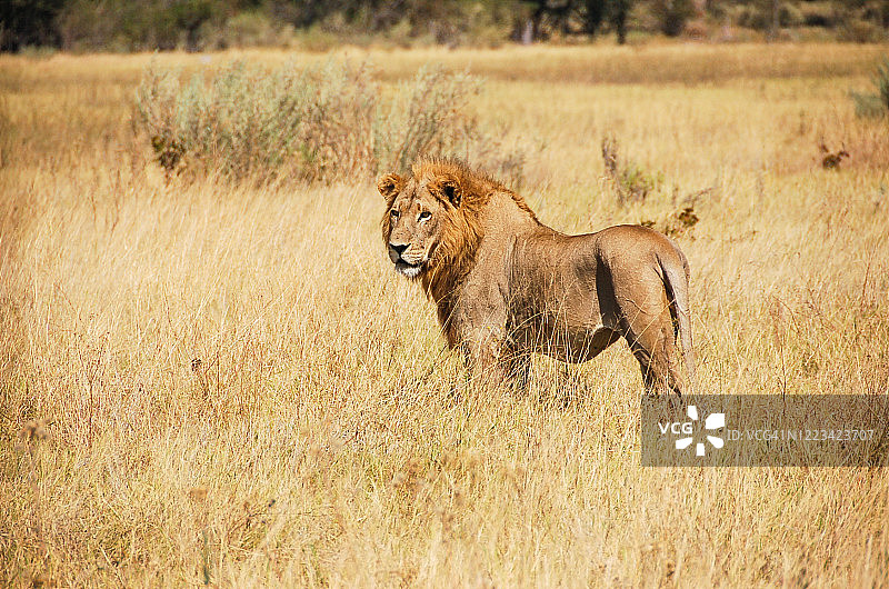 狮子的画像图片素材