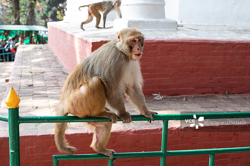 尼泊尔的猴子图片素材