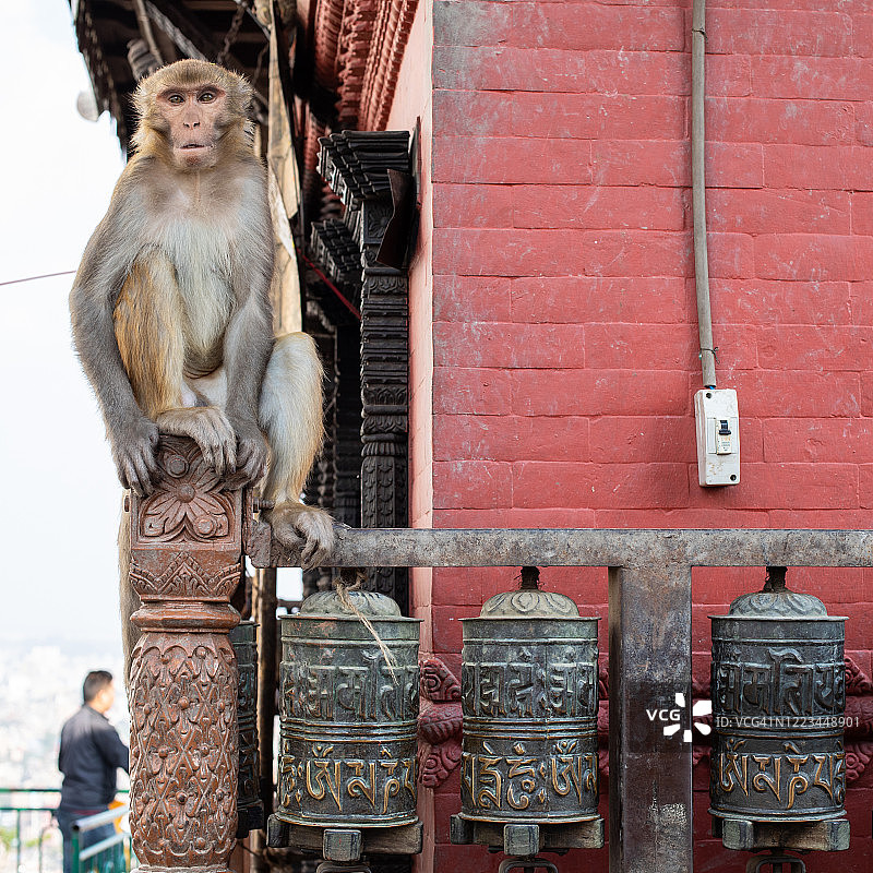 猴子的宗教图片素材