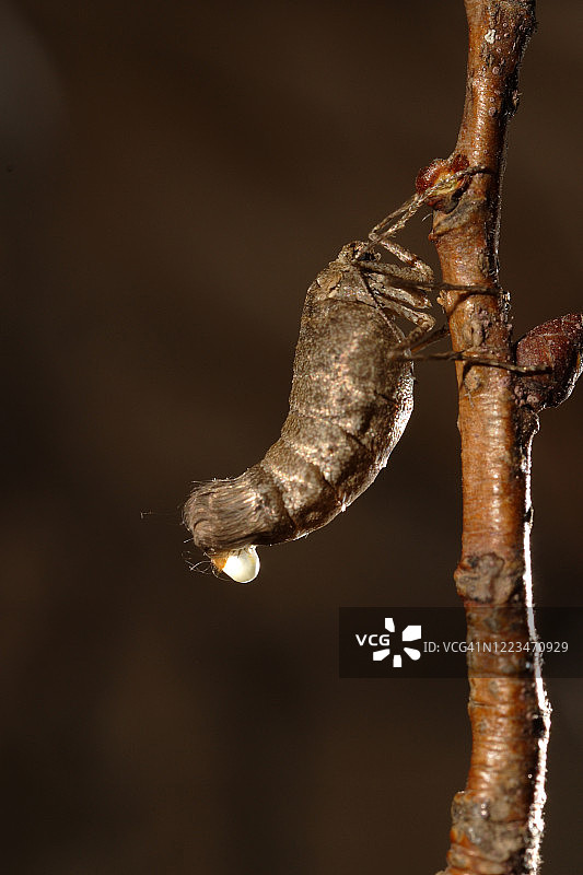 Inurois fumosa, Inurois membranaria, 信息素图片素材