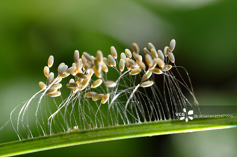 草蛉的卵图片素材