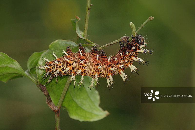 青凤蝶，蛱蝶科，昆虫幼虫图片素材