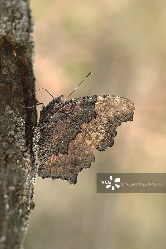 玄珠蛱蝶图片素材