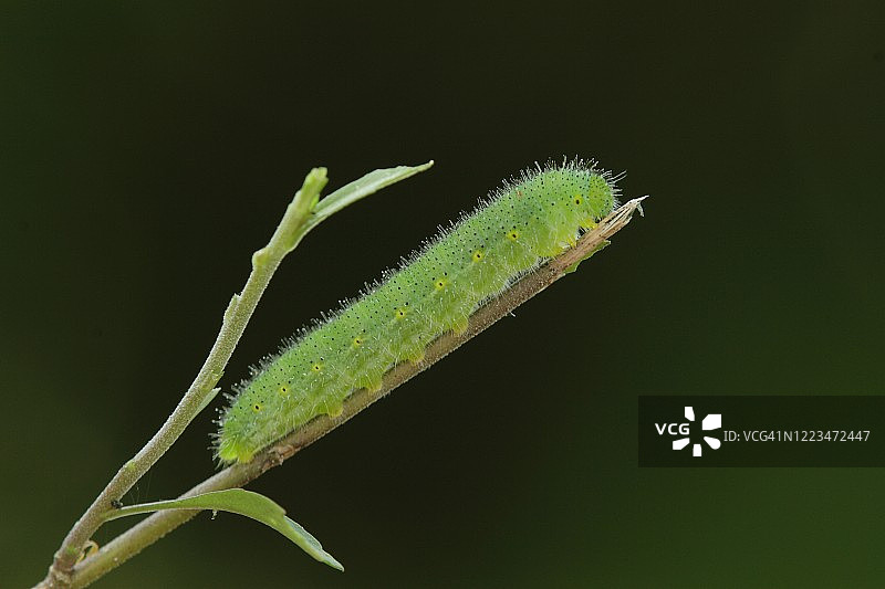 小菜粉蝶幼虫图片素材