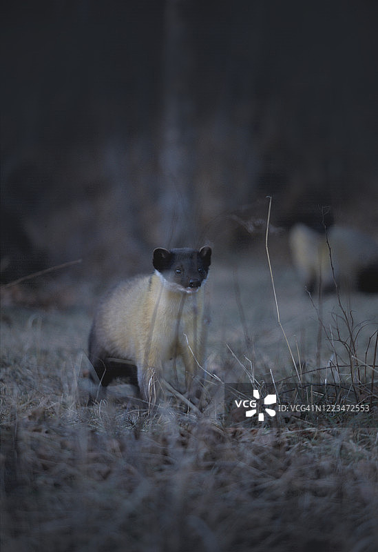 黄喉貂图片素材