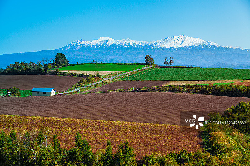 位于日本北海道美瑛的绿色田野图片素材