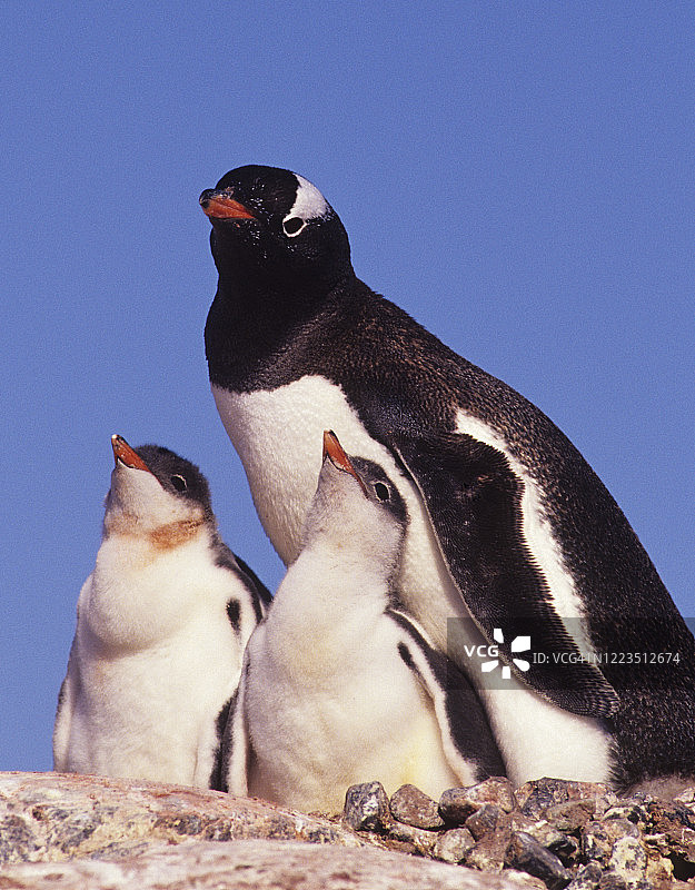 南极洲的巴布亚企鹅和雏鸟图片素材
