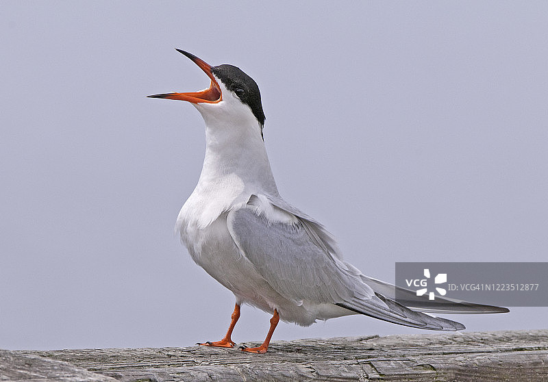 求偶期间鸣叫的普通燕鸥图片素材