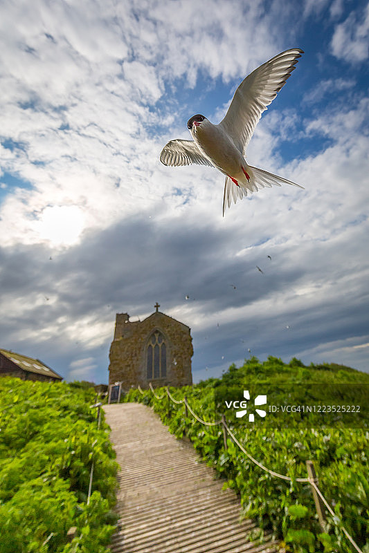 保护巢穴图片素材