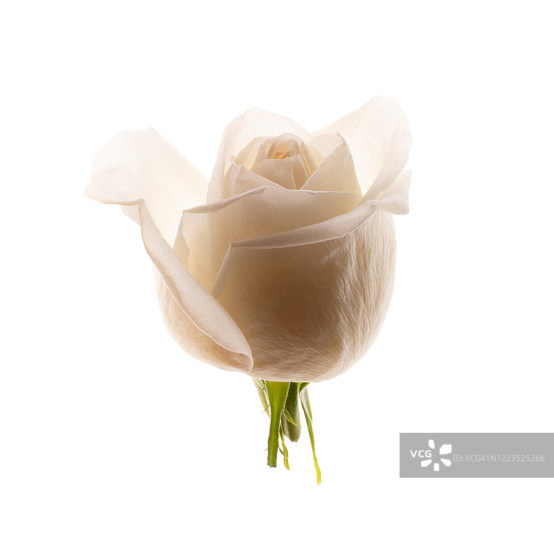 光线下的白色玫瑰图片素材