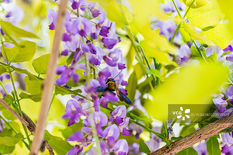 日本紫藤花特写图片素材