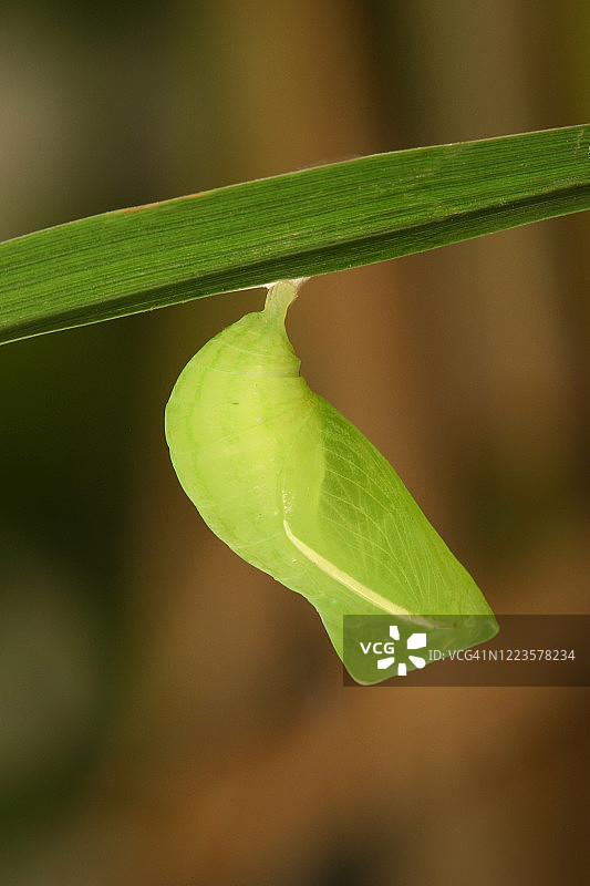 边缘阴眼蝶图片素材