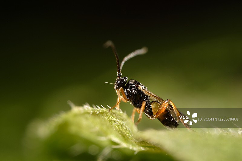 蛹金小蜂图片素材