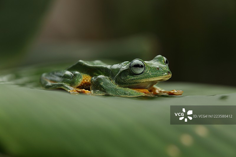 华莱士飞蜥图片素材