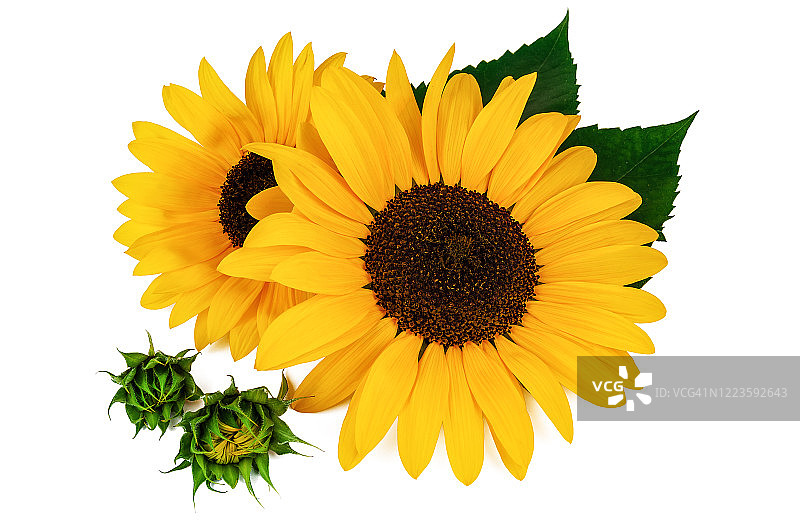 白色背景上的美丽向日葵图片素材
