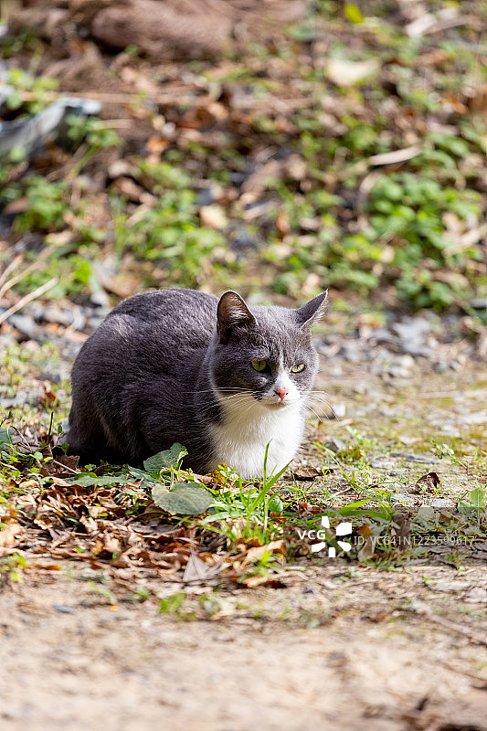 只流浪猫图片素材