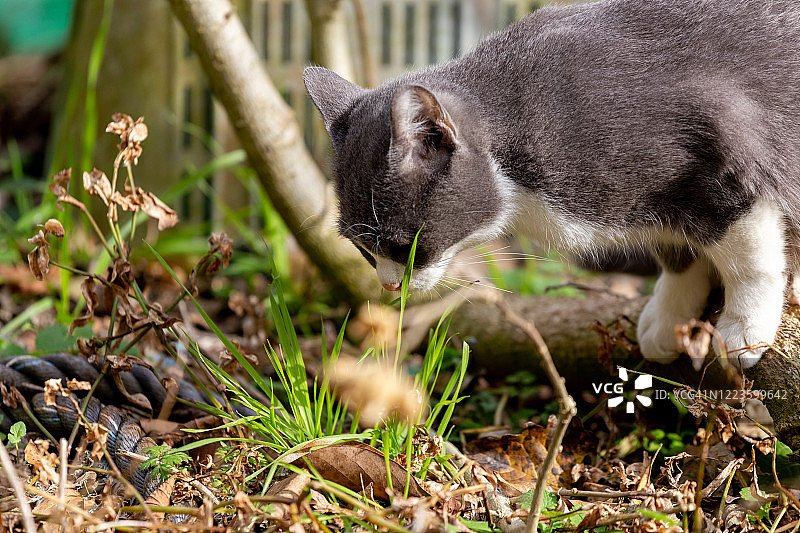 只流浪猫图片素材