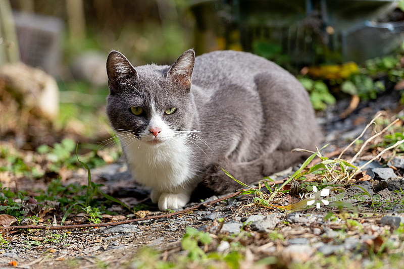 只流浪猫图片素材