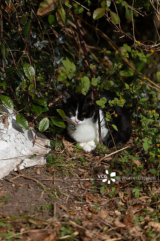 只流浪猫图片素材