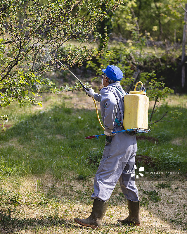 农民用水果喷雾器喷洒果树图片素材