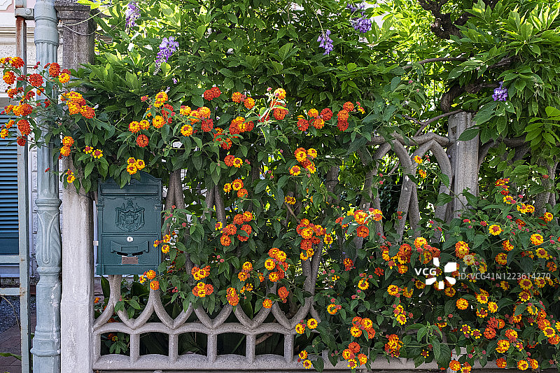被开花灌木丛环绕的邮箱图片素材