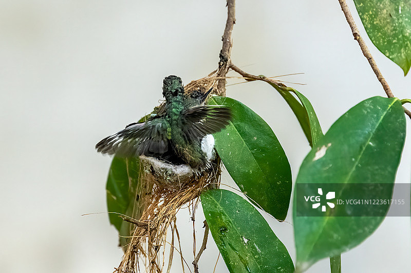 春天的古巴翠蜂鸟图片素材