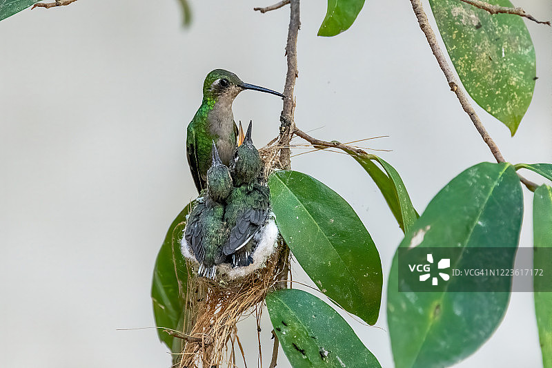 春天的古巴翠蜂鸟图片素材