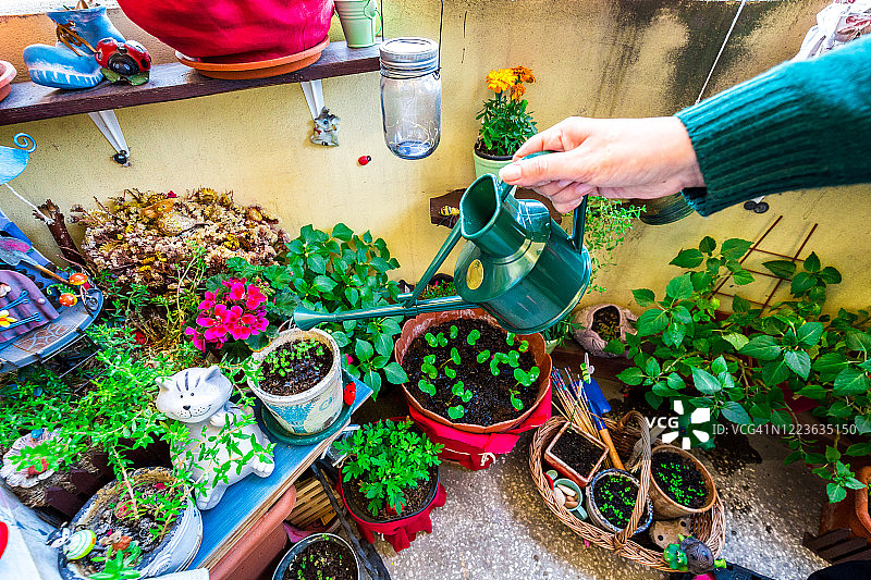 女人在阳台花园里给植物和花卉浇水图片素材