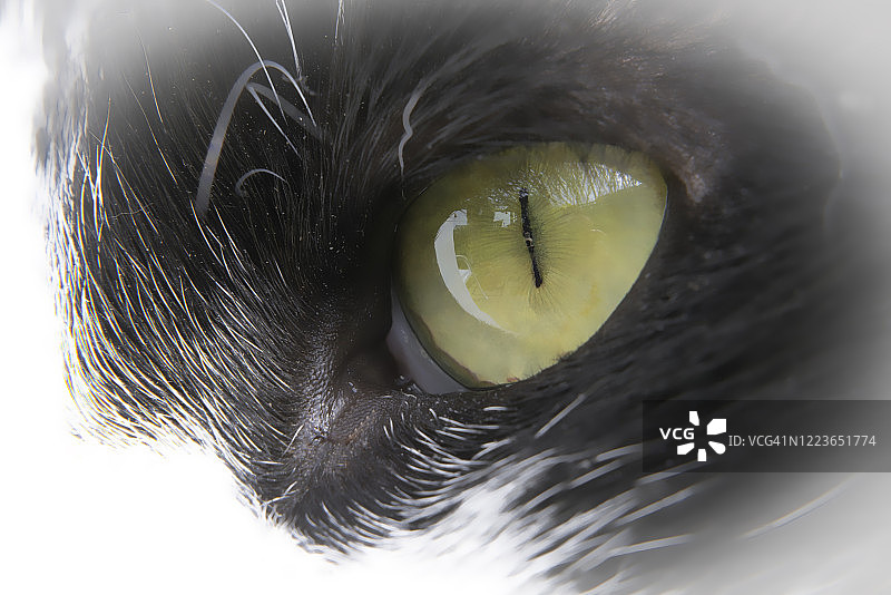 猫眼特写图片素材