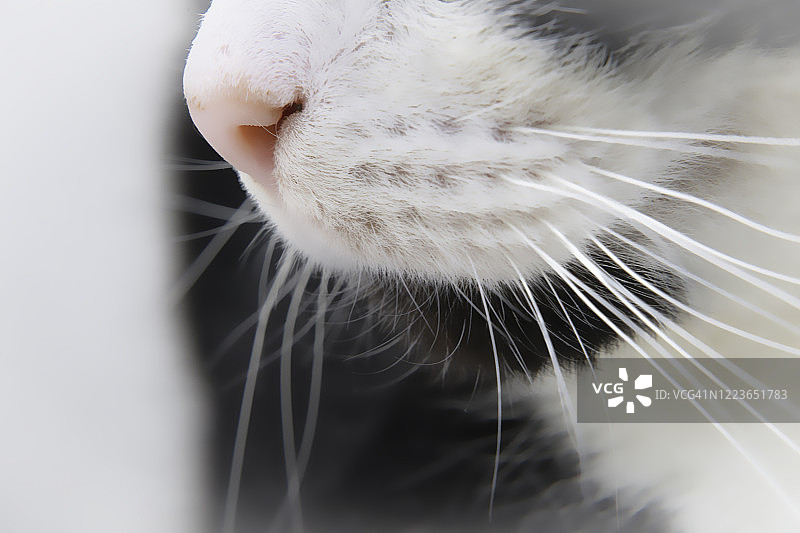 猫脸特写图片素材